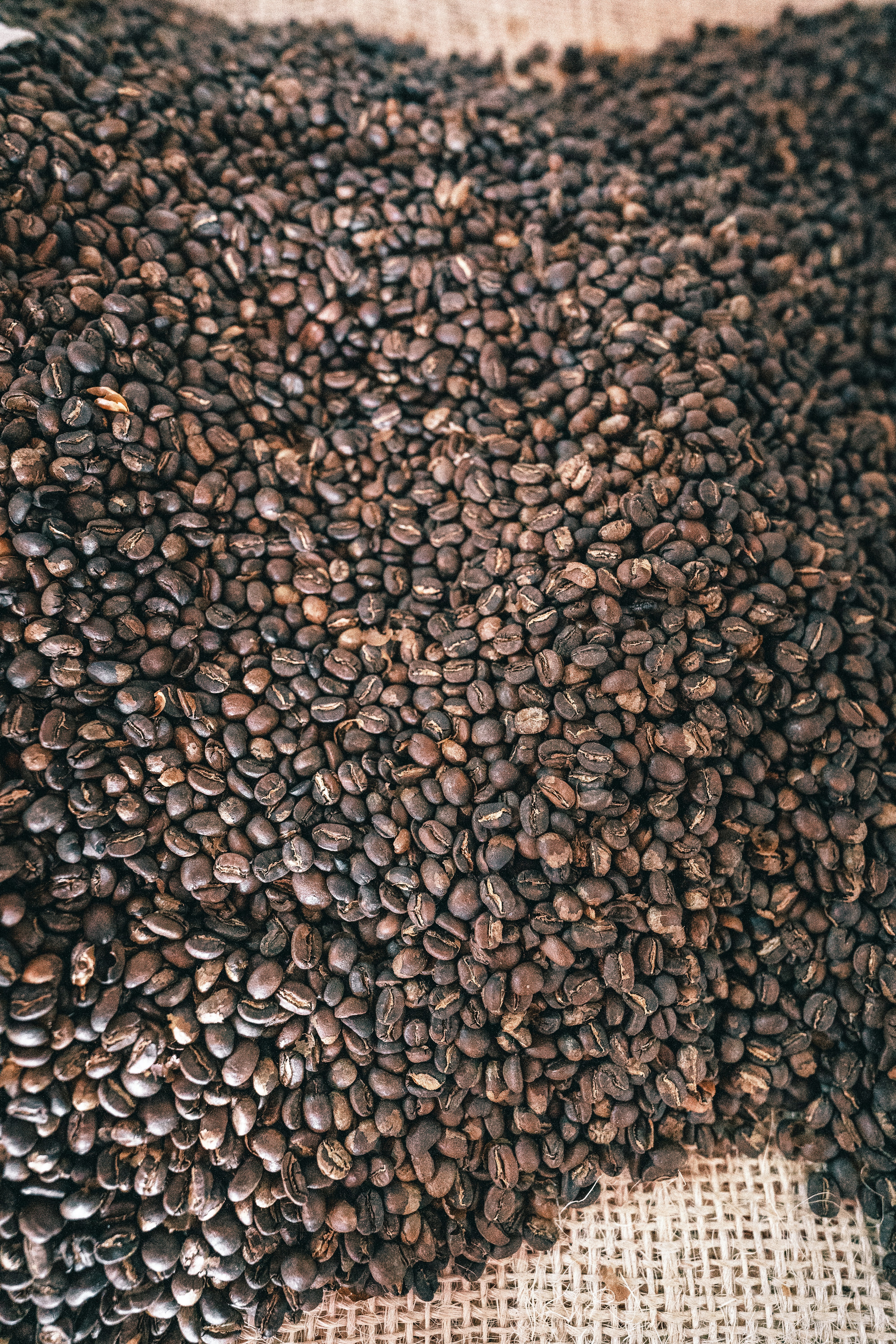 Fresh Coffee Beans